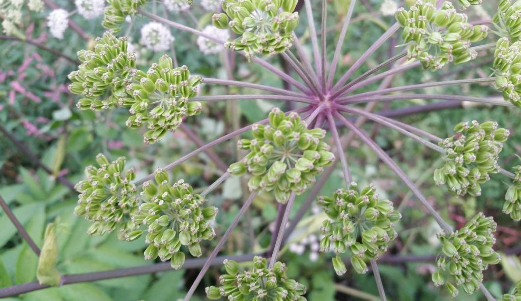 Angelica sylvestris